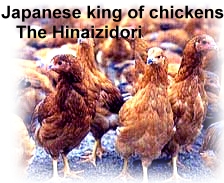 hinaizidori2b.JPG - 49,703BYTES